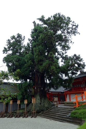 樹齢千年　周囲7.94m高さ23mの大杉