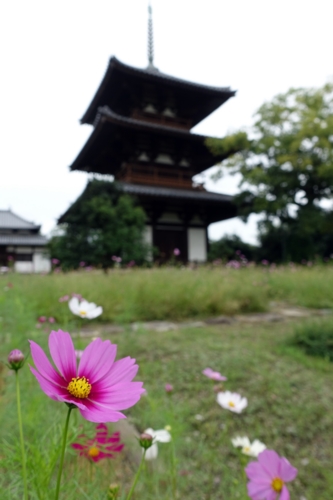 日本最古の三重塔とコスモス