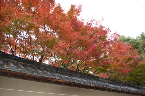 京都の町中の紅葉