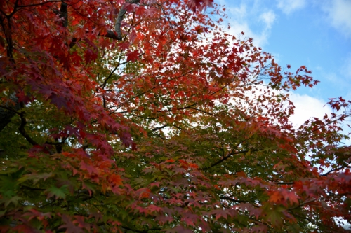 高台寺の紅葉