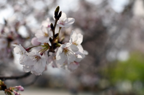 津田沼の桜