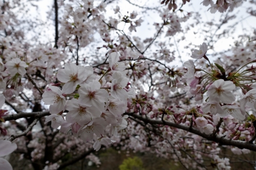 今朝の清水谷公園の桜