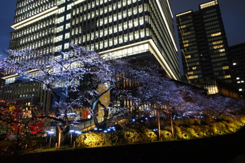 東京ガーデンテラス紀尾井町の桜のライトアップ