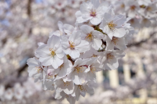 今朝の清水谷公園の桜