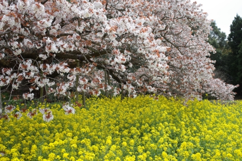 吉高の大桜菜の花