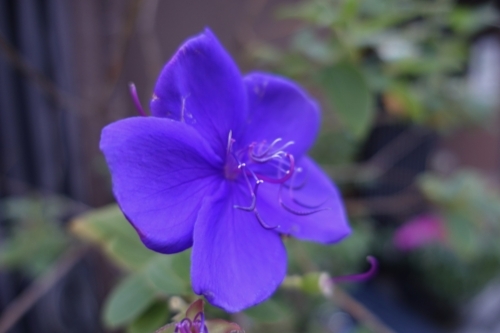 紫紺野牡丹