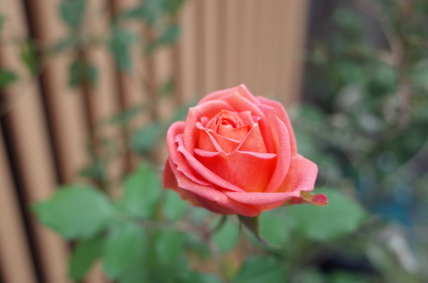 日本橋本町の薔薇
