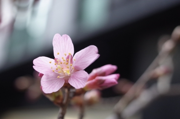 一輪だけ開花した日本橋室町のオカメザクラ