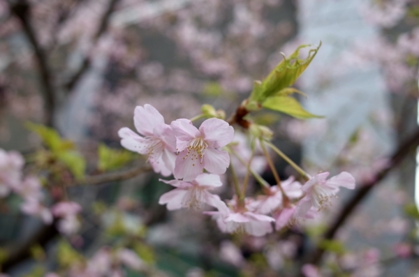 京橋の河津桜