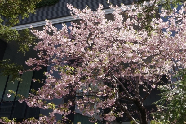 東京スクエアガーデンの河津桜