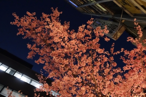 オカメザクラの夜桜