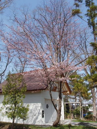 西野神社の桜（22年5月10日）