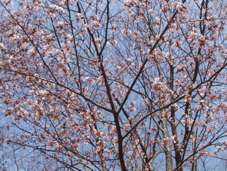 西野神社の桜（22年5月10日）