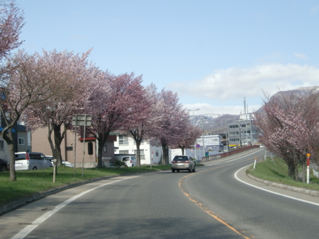 琴似発寒川沿いの道路の桜並木