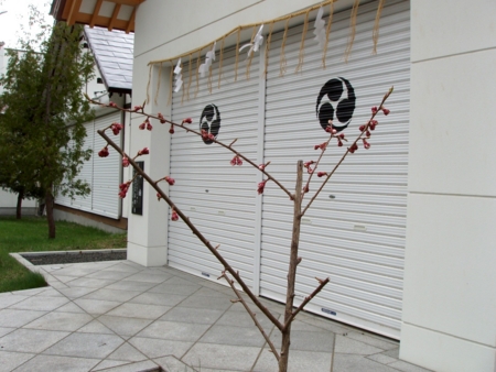 文月会創立60周年記念植樹の梅