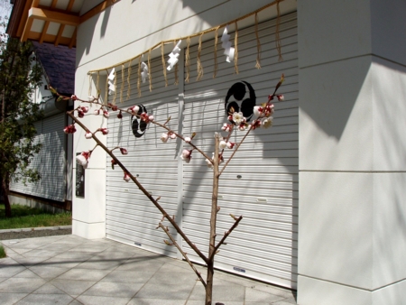 文月会創立60周年記念植樹の梅