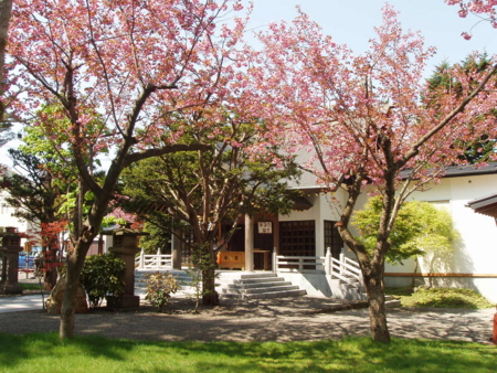 八重桜（平成24年5月17日）