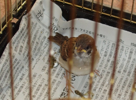 平成24年7月 神社で保護した雀