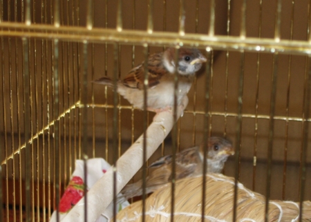 平成24年7月 神社で保護した雀