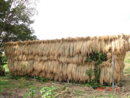 松澤家の水田で収穫された稲穂