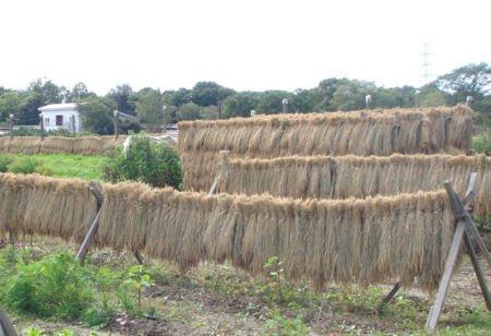 平成25年 松澤家の水田で収穫された稲穂