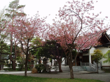 平成26年5月 西野神社境内の八重桜