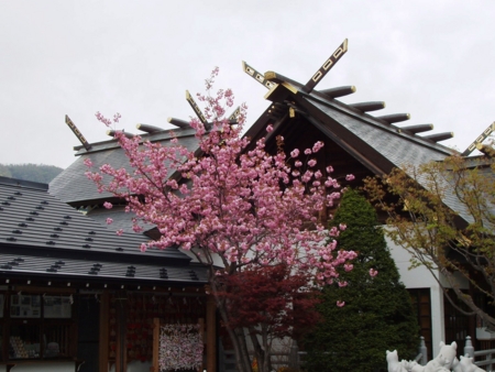 平成26年5月 西野神社境内の八重桜