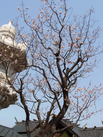平成27年4月 第一駐車場の桜