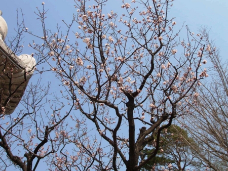 平成27年4月 第一駐車場の桜