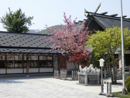 平成28年5月　西野神社境内の八重桜