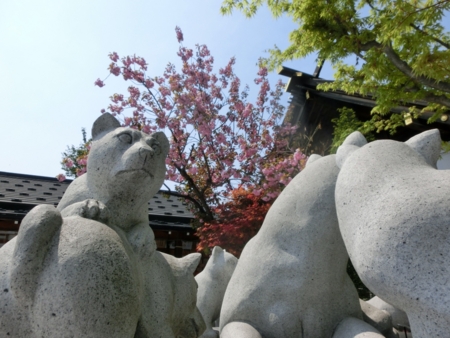平成28年5月　西野神社境内の八重桜
