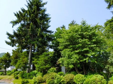 平成29年6月中旬　西野神社境内の風景