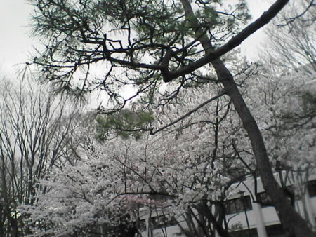 広尾の有栖川宮記念公園の桜　２０１０．０４．０３