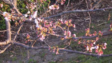 基町堤防の桜