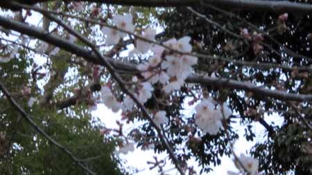 比治山公園の桜