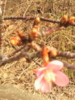 桜の花ひとつ