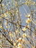 梅の花(2月18日）