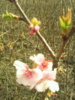 桜の花が少しずつにぎやかになって