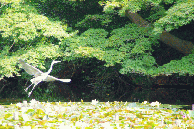 アオサギの飛翔　明治神宮南池