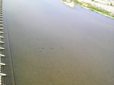 近所の多摩川。魚が泳いでいるのが見える！！！