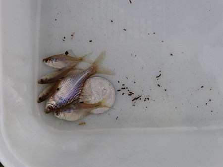 タイリクバラタナゴ　稚魚