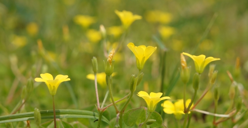 黄色い雑草、春の花