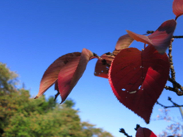高岡古城公園　2015年10月26日現在の紅葉