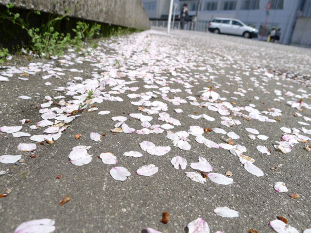 道路にも桜が落ちていました。