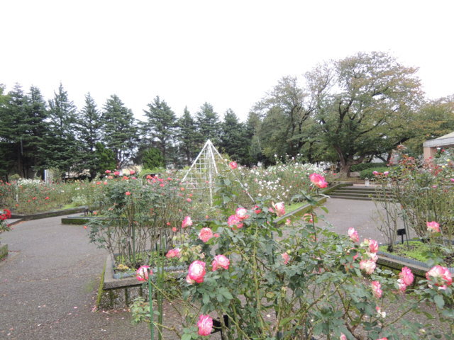 金沢南総合運動公園バラ